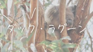 カンガルー島にある野生コアラの穴場スポット、ダック・ラグーン