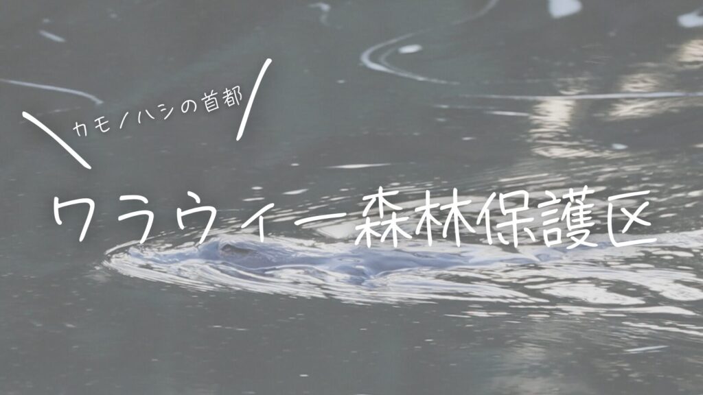 カモノハシの首都・ワラウィー森林保護区