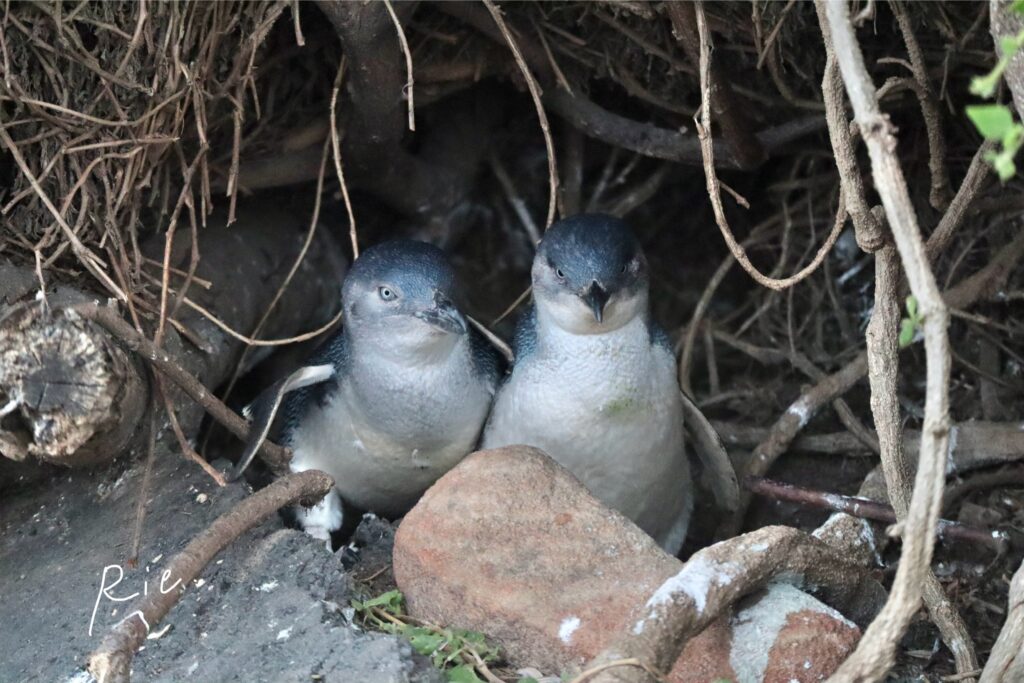 明るい時間からよく姿を見せてくれたリトルペンギンの兄弟
