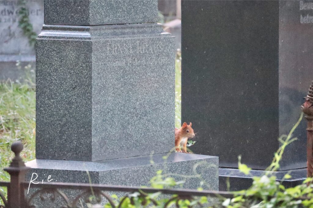 お墓の上にいるリス