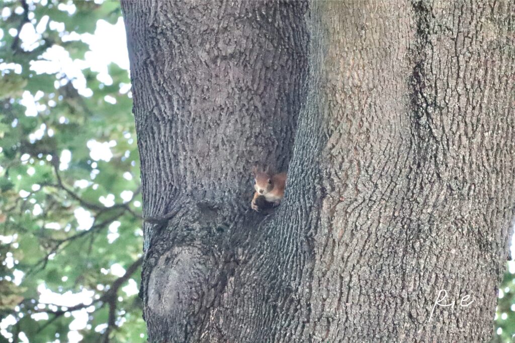 木の隙間からひょっこり顔を出すリス