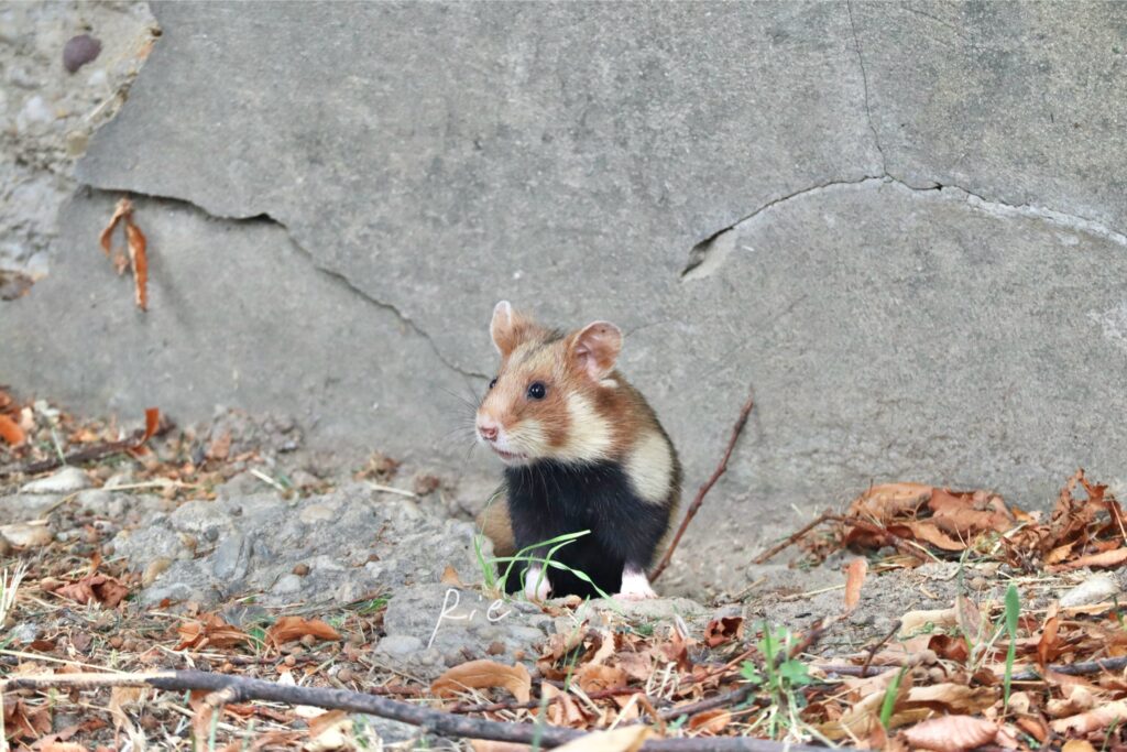 巣穴から出てきたハムスター