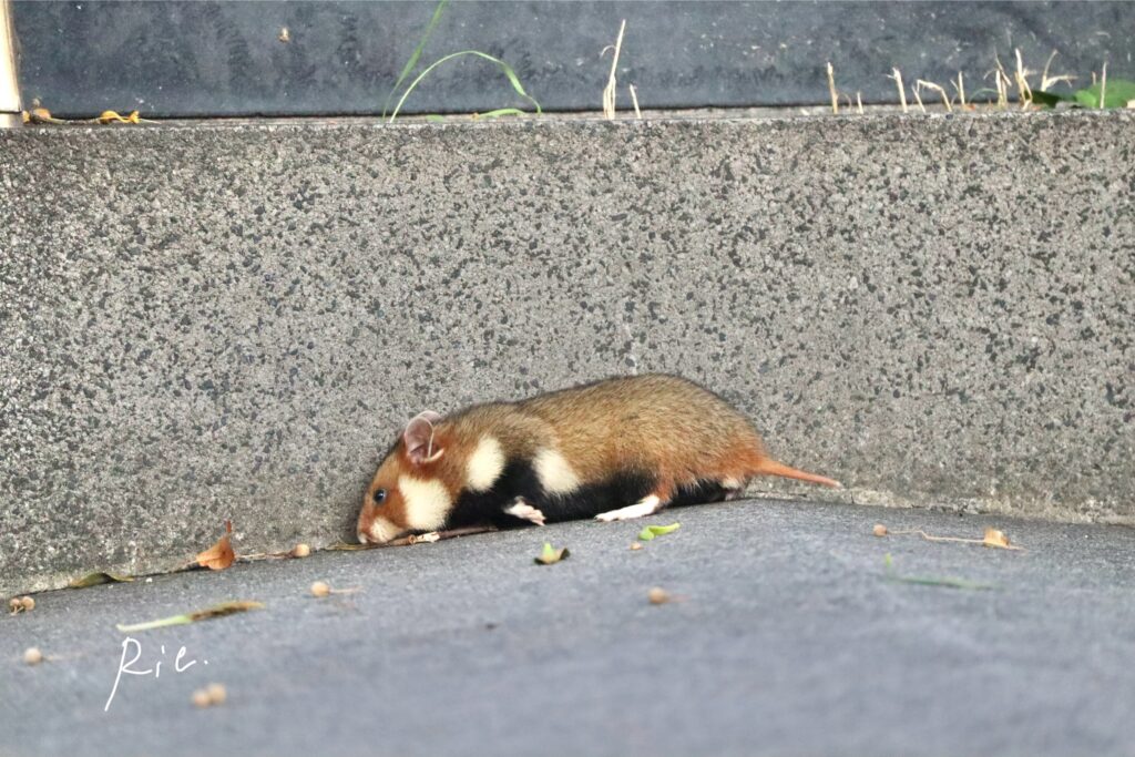 お墓の上を歩くハムスター