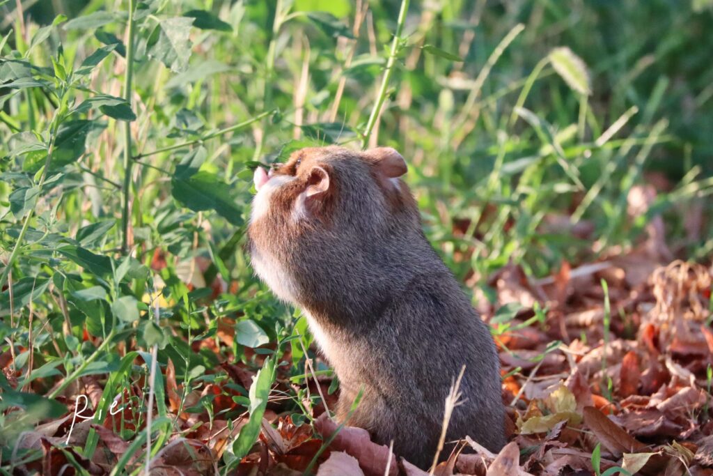 草を貪り食うハムスター