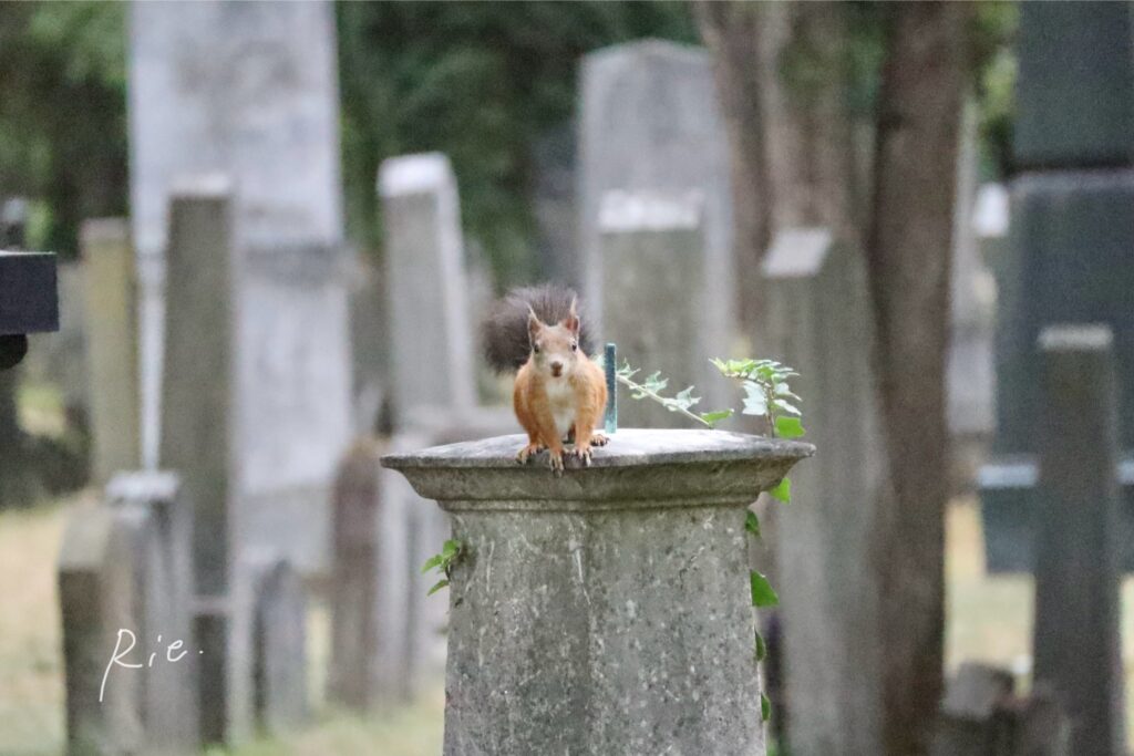 お墓の上にちょこんと乗っているリス