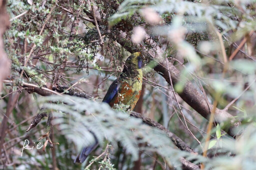 アカビタイキクサインコ