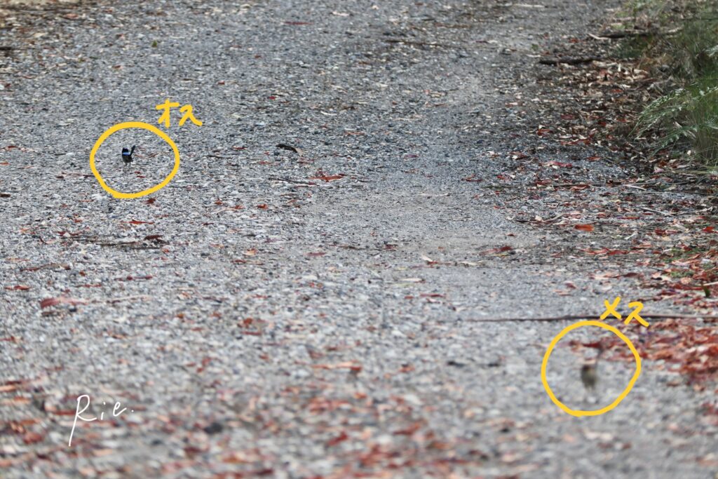 ルリオーストラリアムシクイ