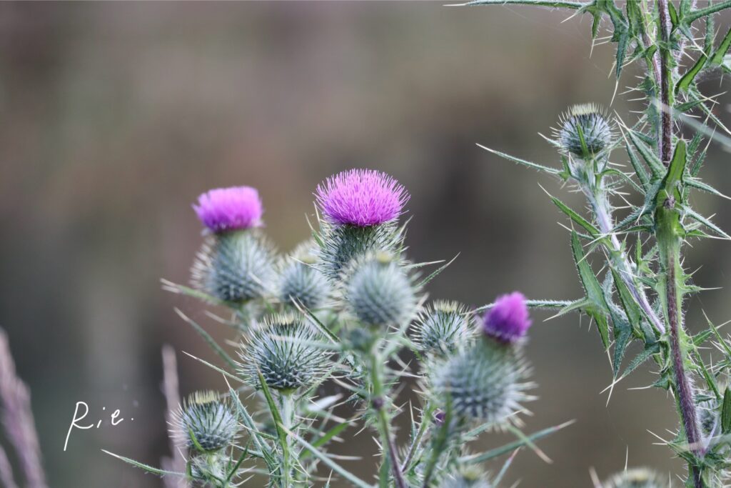 アメリカオニアザミ