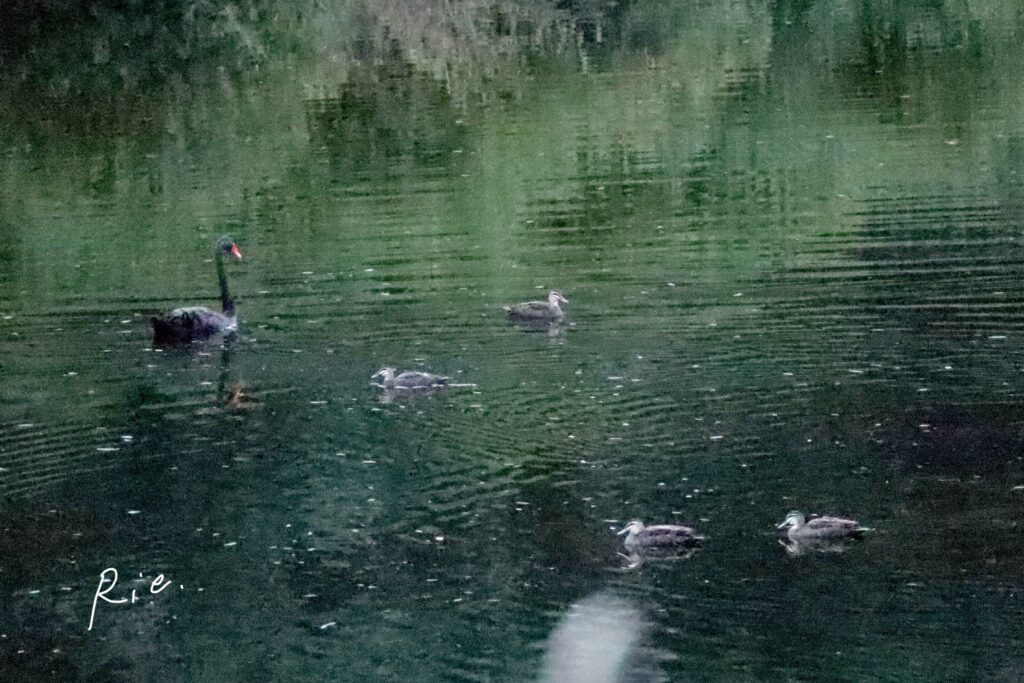 ブラックスワンとカモさんたち