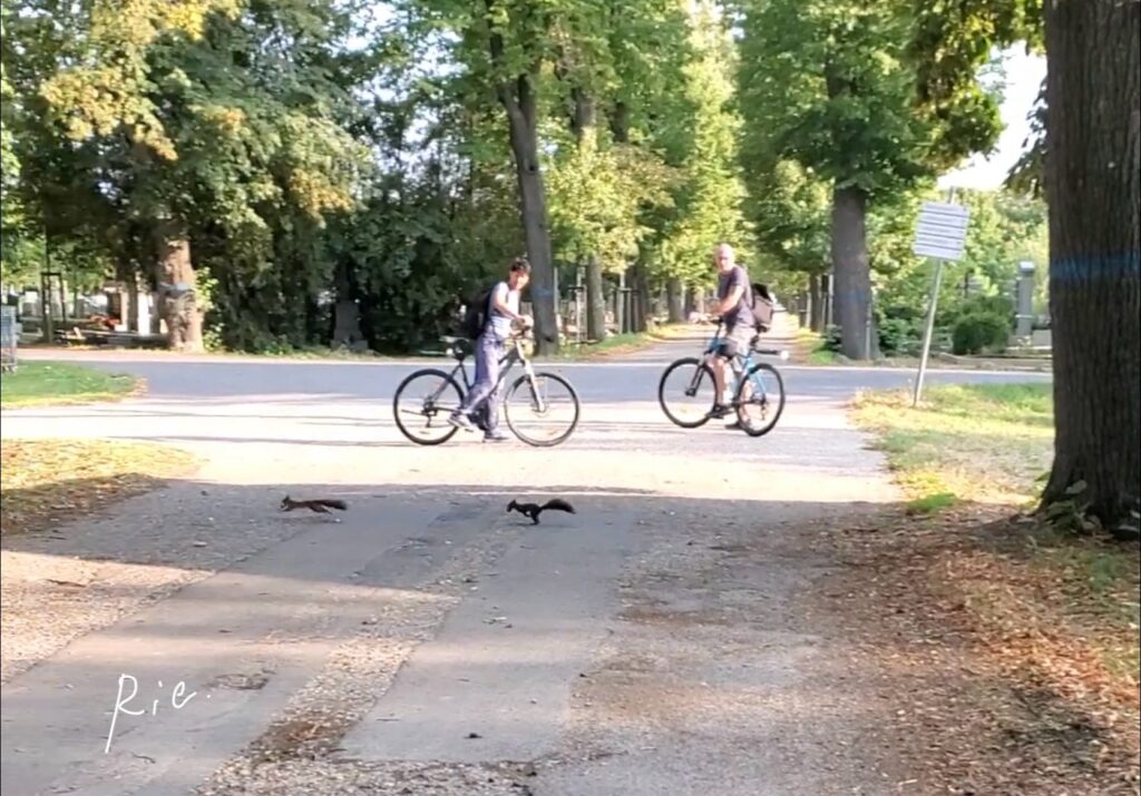 道を横断するリス
