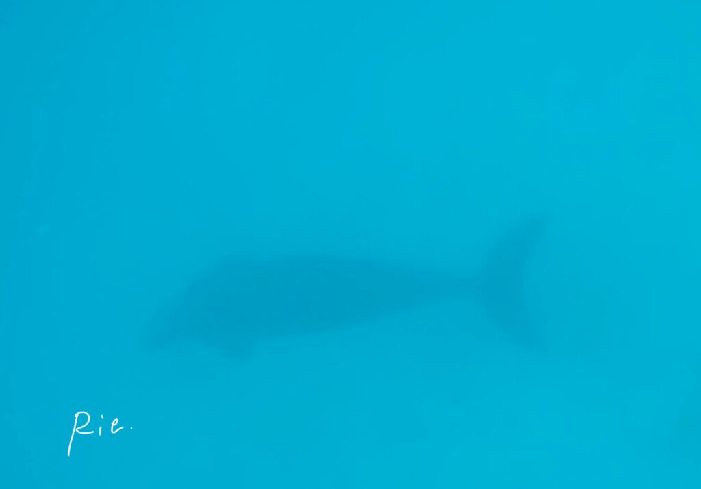 海底で食事中のジュゴン