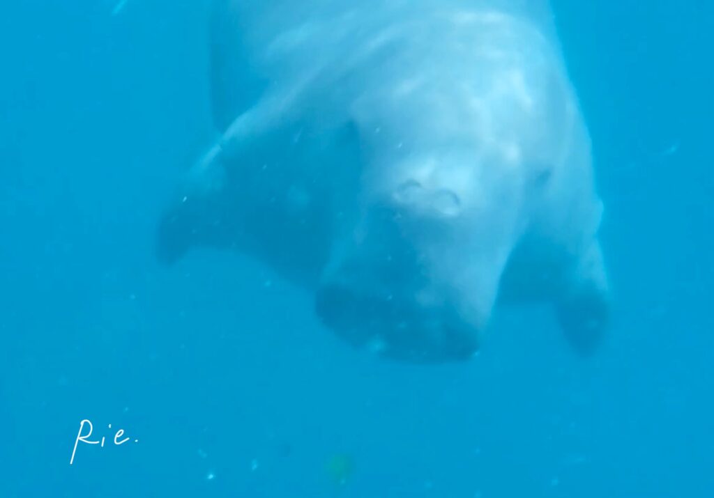 こっちに向かってきたジュゴン