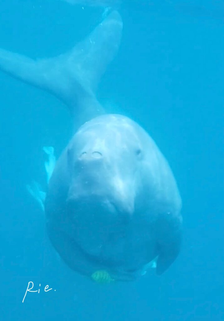 正面から見たジュゴン