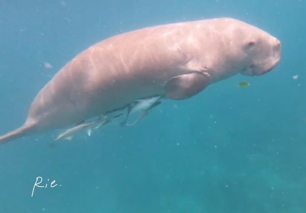 たくさんの小魚たちを従えるジュゴン