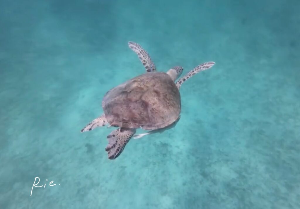 アオウミガメ