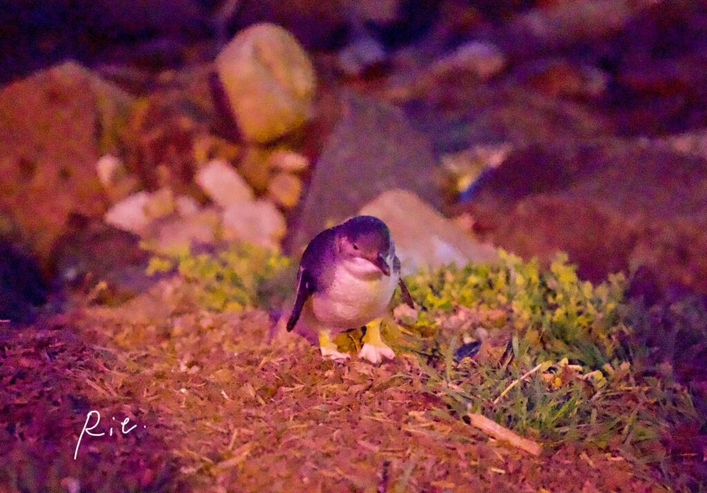 1人丘の上に立つリトルペンギン