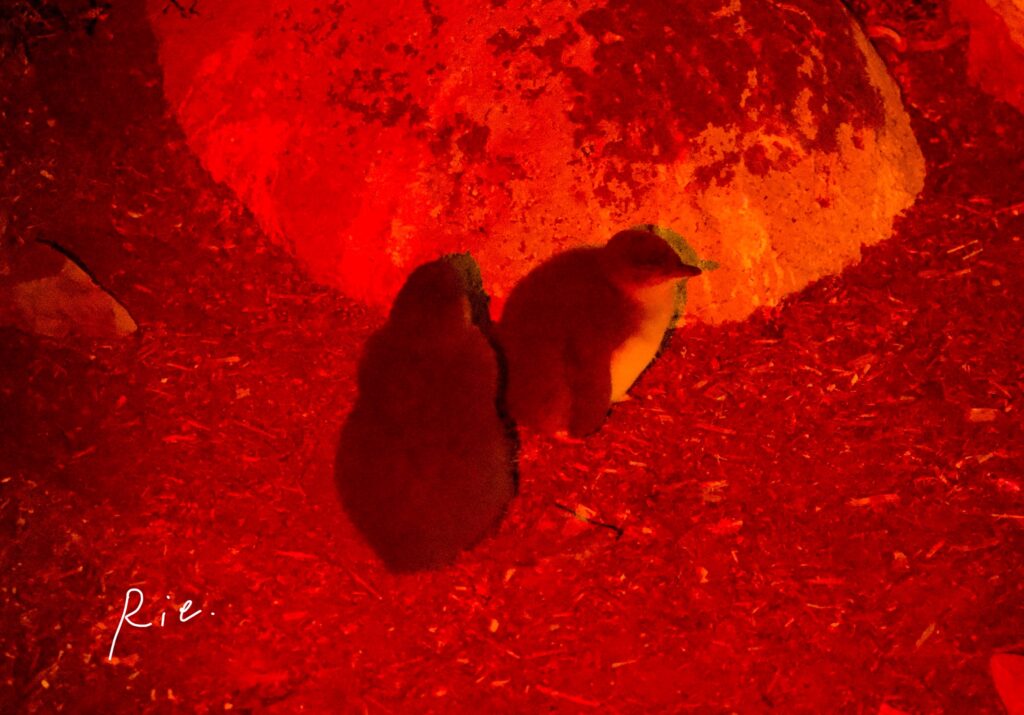 ふわふわのヒナ2羽