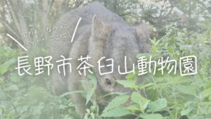 日本国内希少なウォンバットがここに!長野市茶臼山動物園
