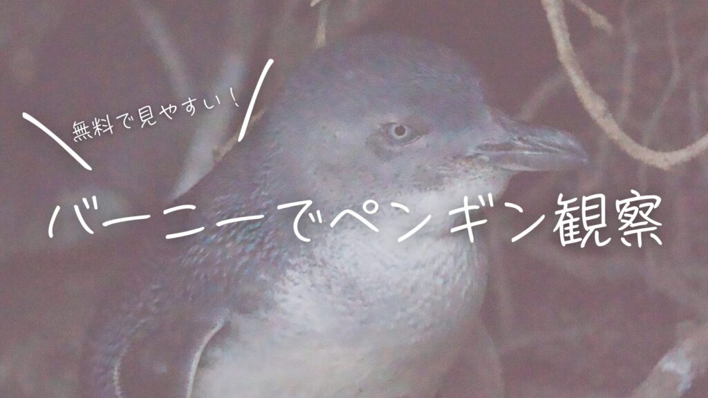 無料で見やすい！バーニーのペンギン観察スポット