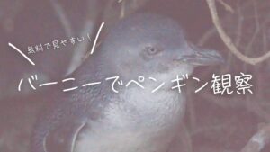 無料で見やすい!バーニーのペンギン観察スポット