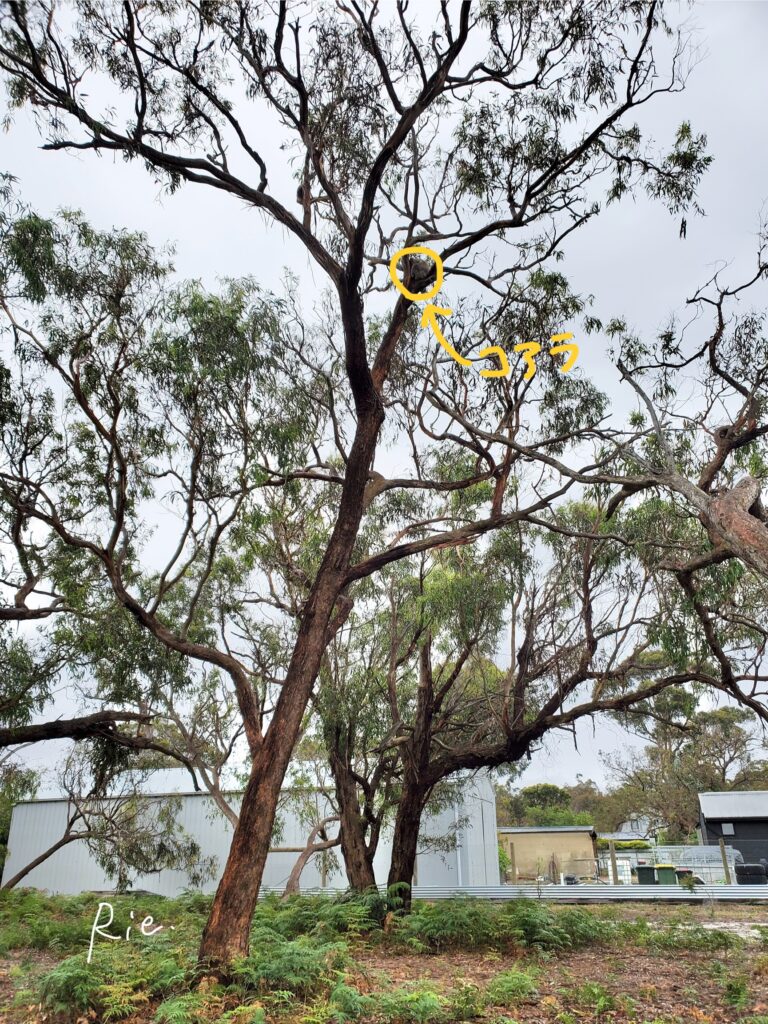 スマホカメラの1倍で撮影したコアラ