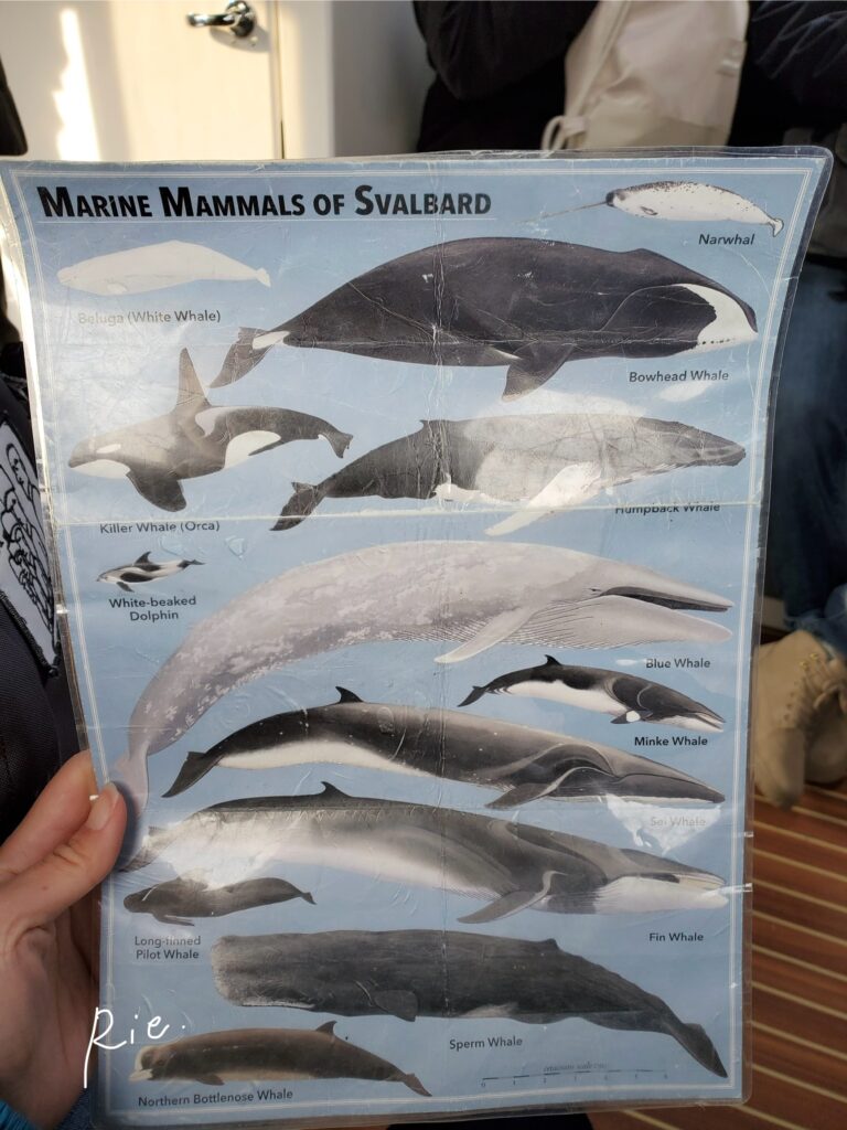 この海域で見られる哺乳類①