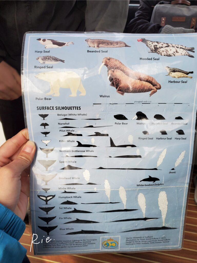 この海域で見られる哺乳類②