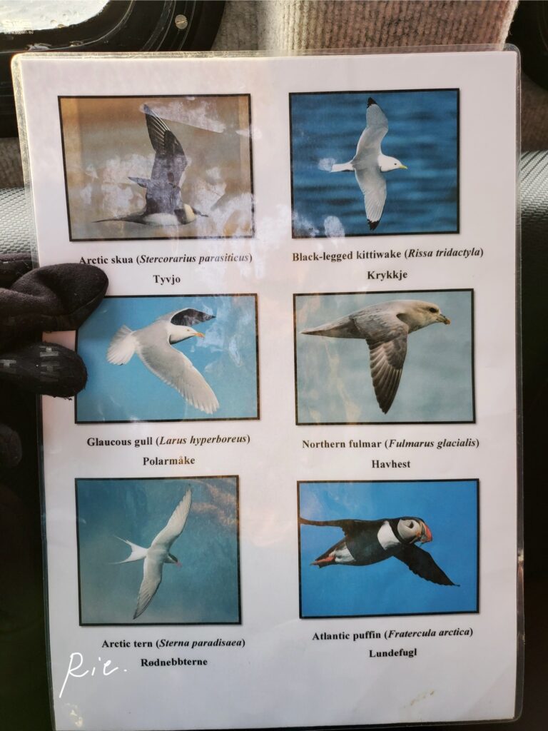 この海域で見られる鳥類①