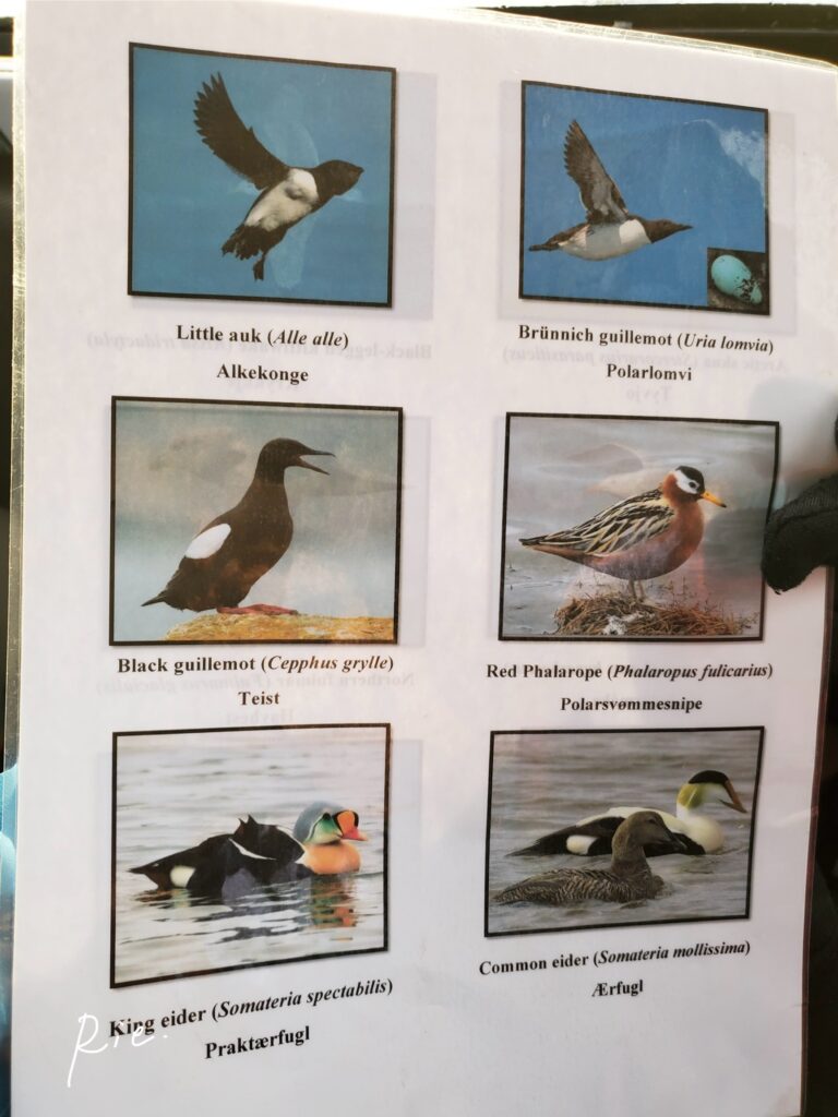 この海域で見られる鳥類②