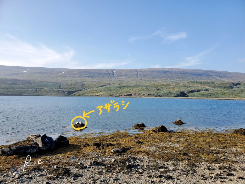 スマホカメラの1倍で撮影したアザラシ