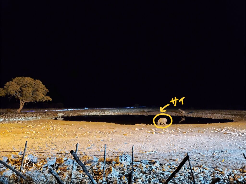 スマホカメラの1倍で撮影したサイ