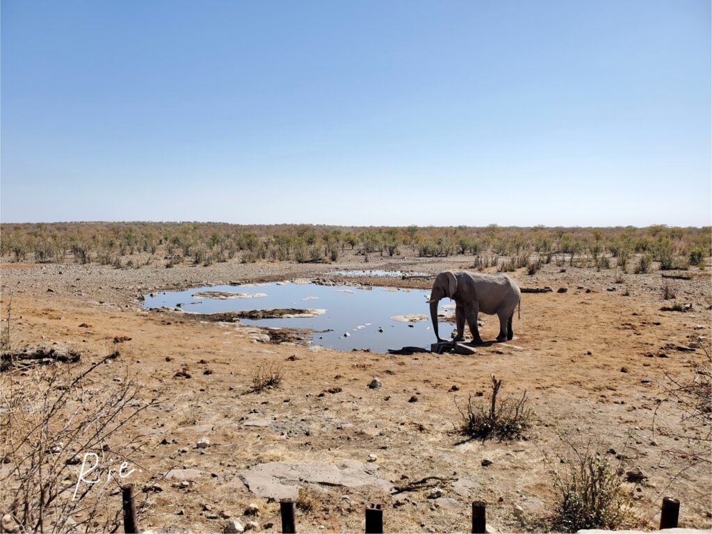 スマホカメラの1倍で撮影したゾウ