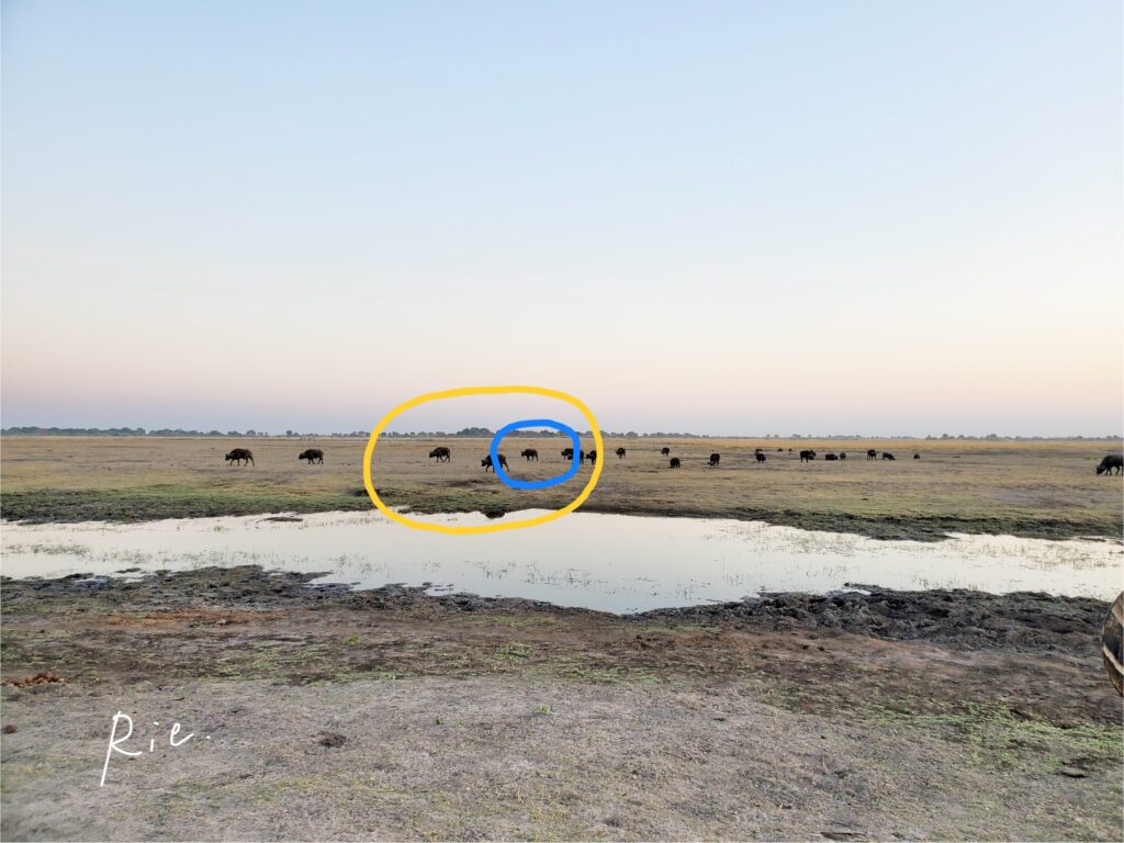 スマホカメラの1倍で撮影したバッファロー