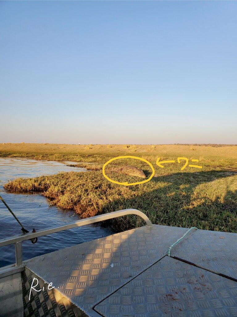 スマホカメラの1倍で撮影したワニ