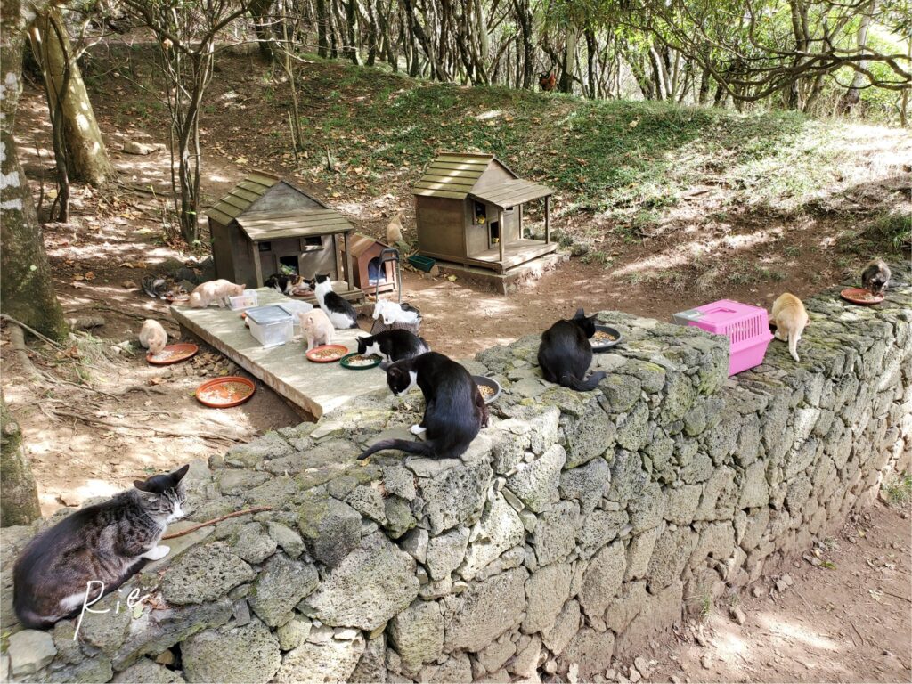 キャットコロニーのメインエリアの様子