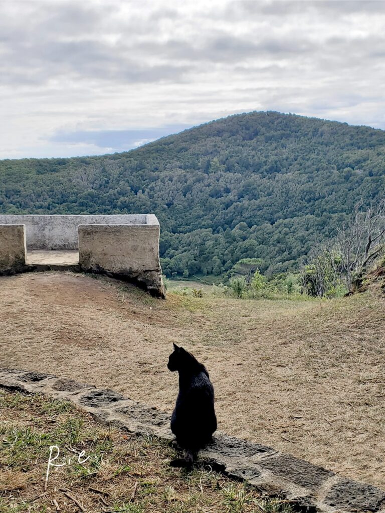 ポスターになりそうな猫ちゃん