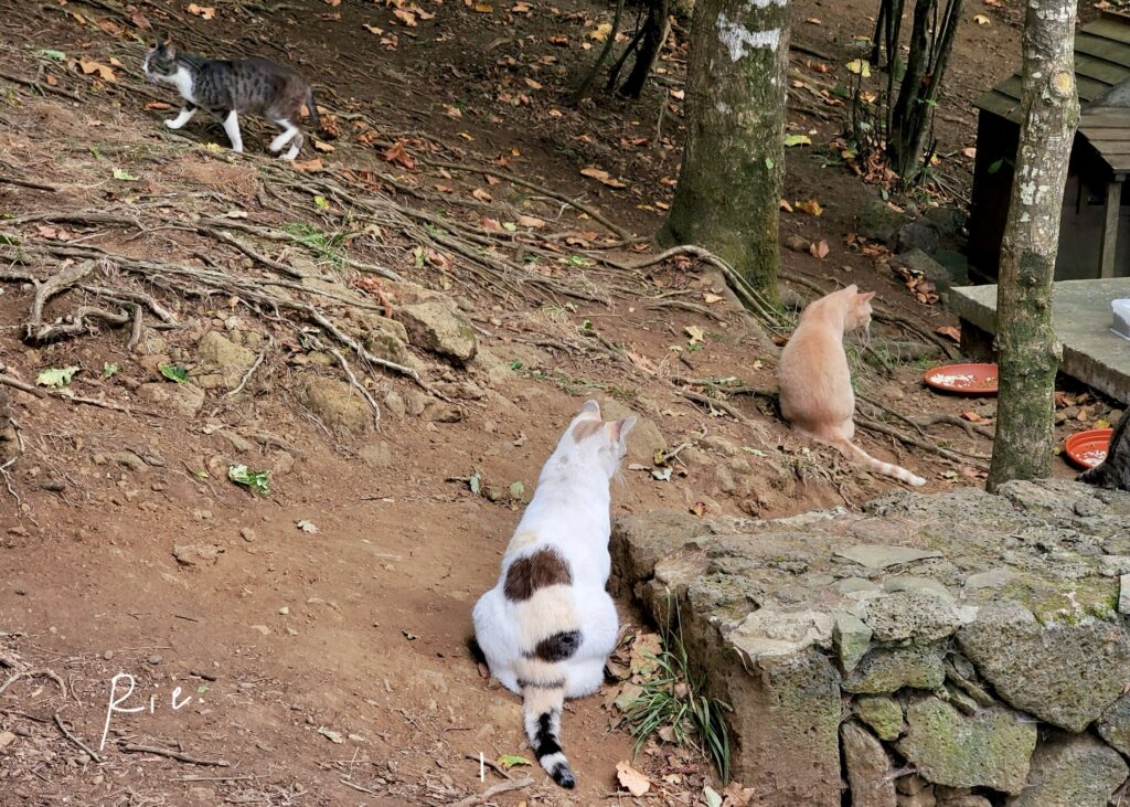 自由に過ごす猫ちゃんたち