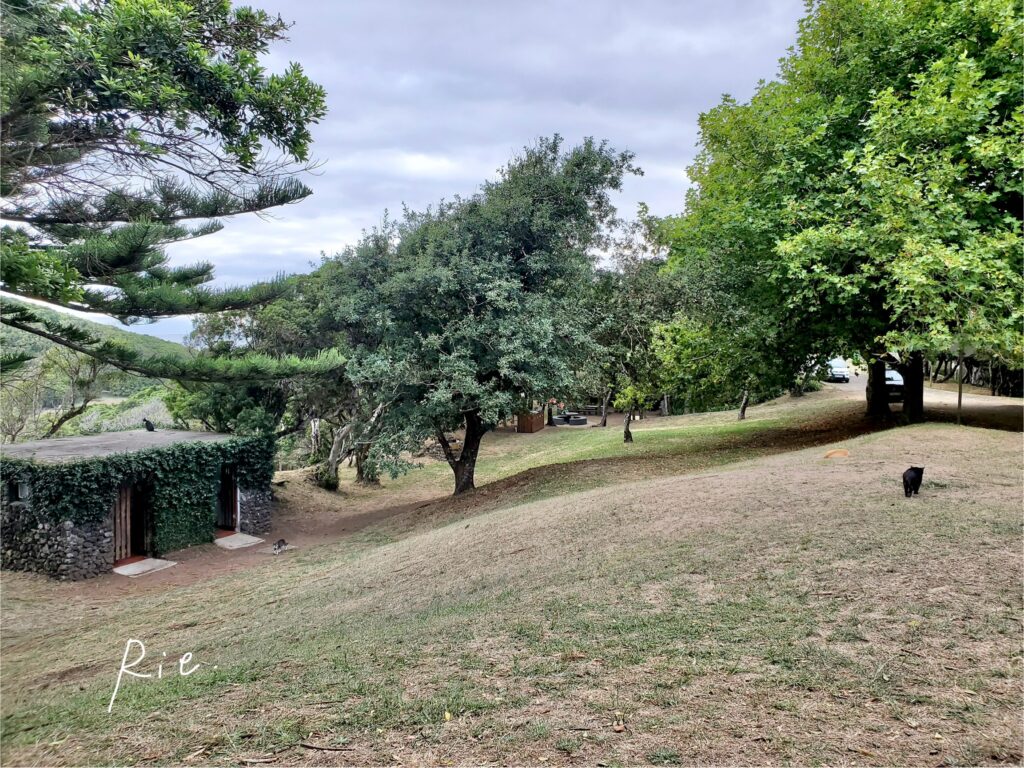 キャットコロニー周辺の様子