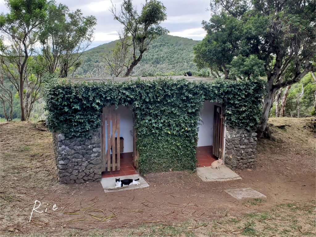 トイレの番猫をする2匹の猫ちゃん