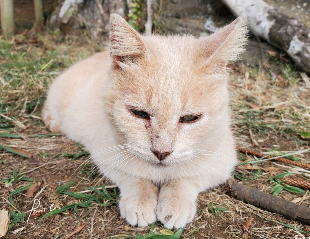 ビビリな性格の猫ちゃん