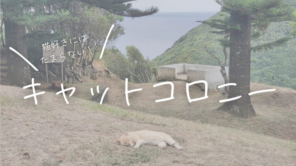 猫好きにはたまらない！テルセイラ島にあるキャットコロニー