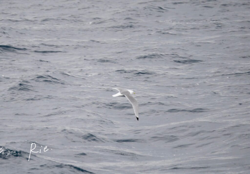 ミツユビカモメ