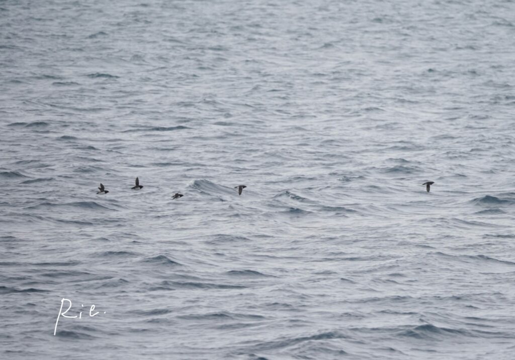 ヒメウミスズメたち