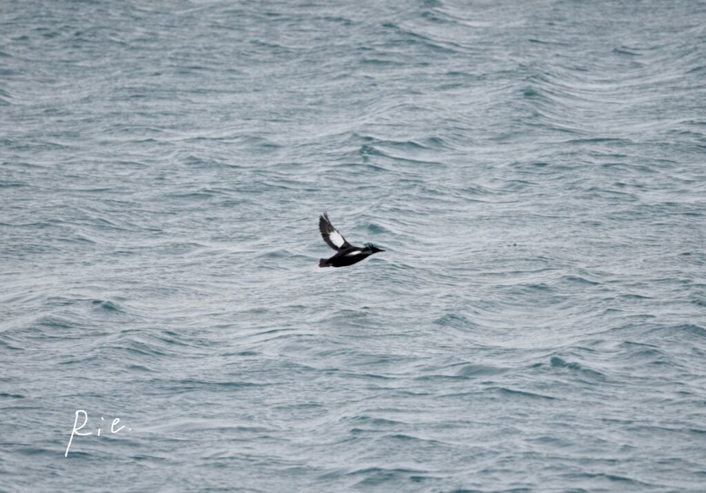 ハジロウミバト