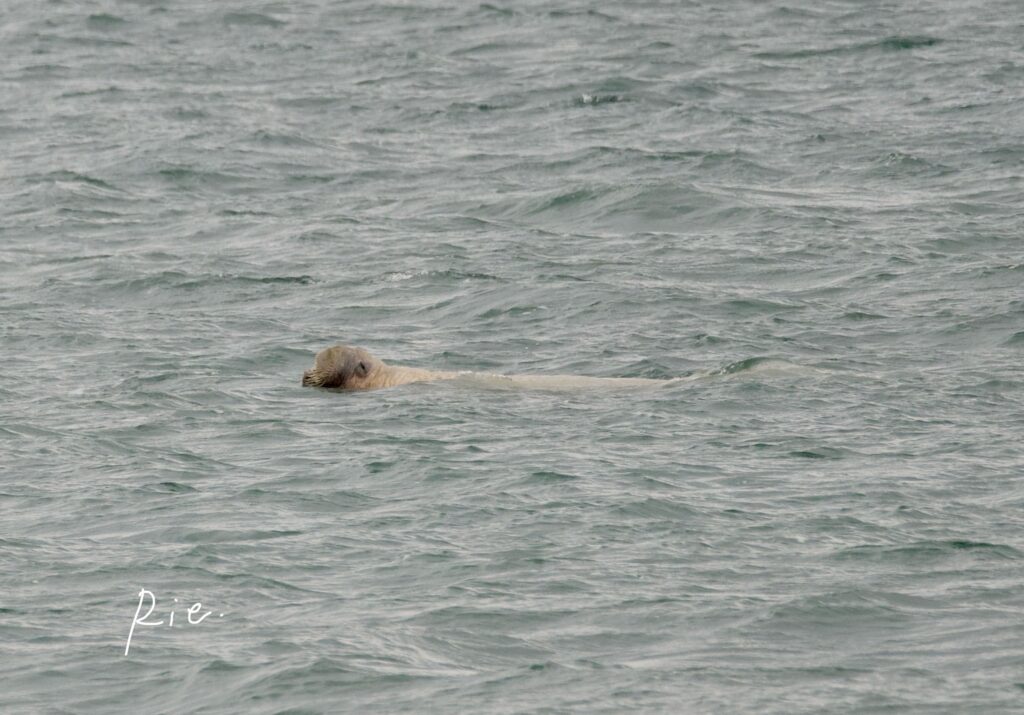 海を泳ぐセイウチ②