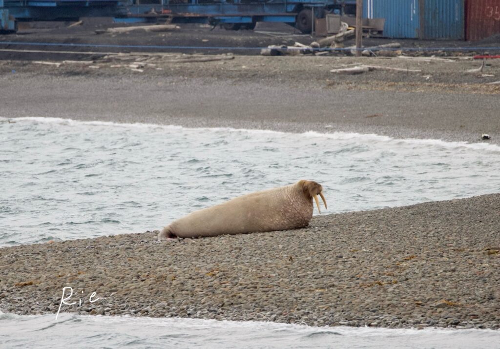陸にいるセイウチ