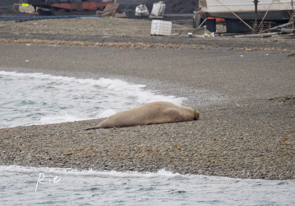 ぐでんと横になるセイウチ
