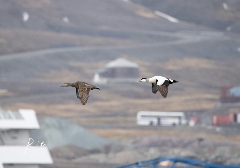ホンケワタガモのつがい