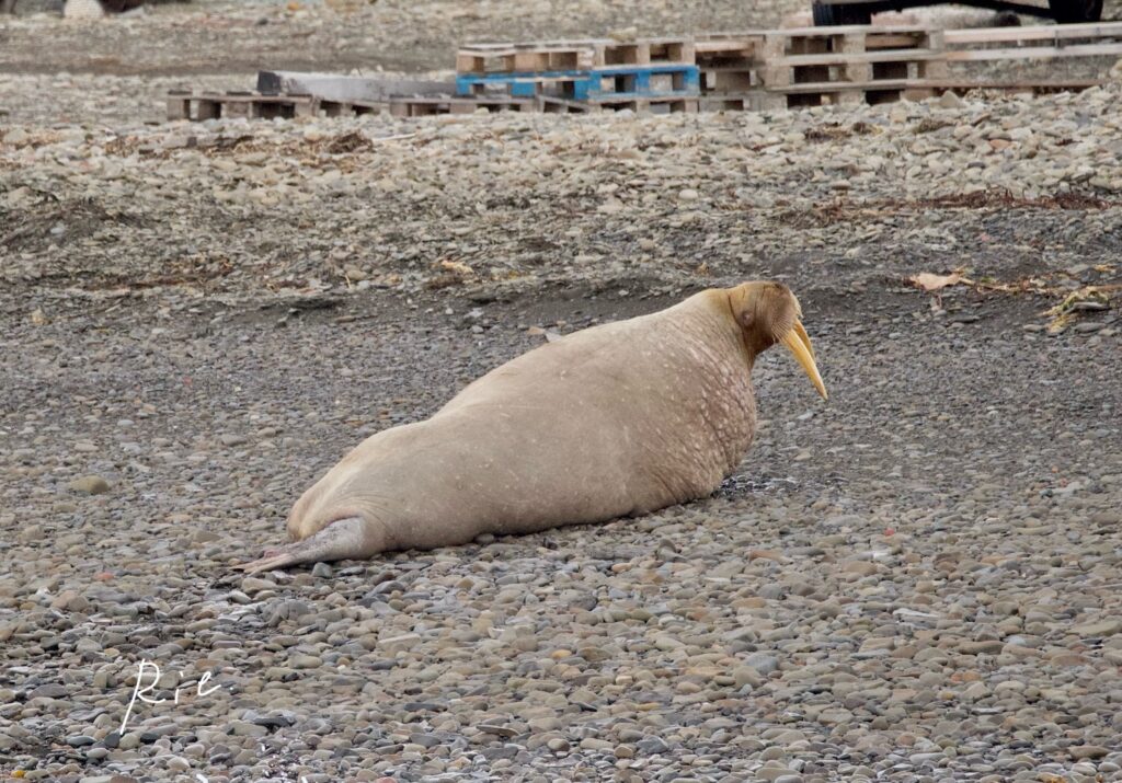 こちらを振り返るセイウチ