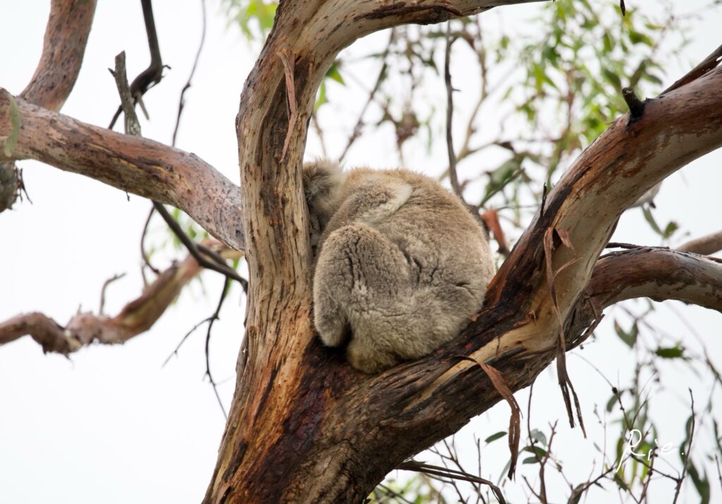 SIGMAレンズ400mmで撮影したコアラ